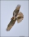 _1SB0465 red-tailed hawk